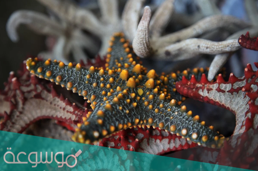 بحث عن شوكيات الجلد وخصائصها وتصنيفاتها