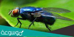 الفوائد البيطرية والطبية للذباب الأزرق والأخضر