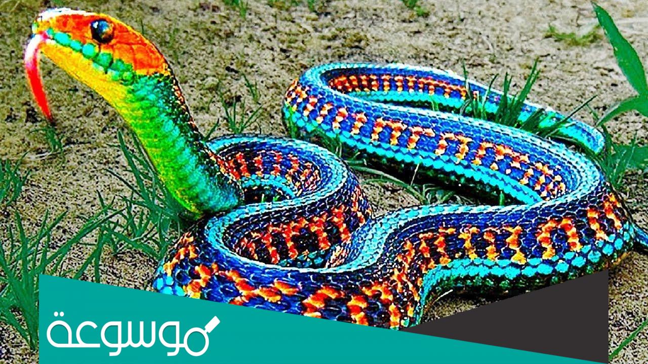 تفسير رؤية الحية في المنام حسب تفسير ابن سيرين