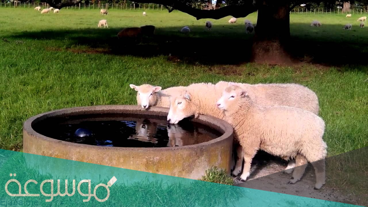 صوت الغنم يسمى