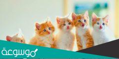 شرح وتوضيح حديث الرسول عن القطط 2022