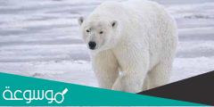 لماذا الدب القطبي لونه أبيض