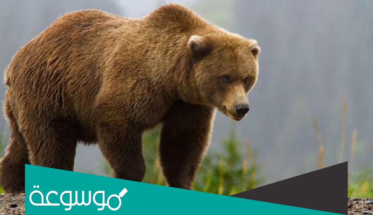 تفسير رؤية الدب في المنام