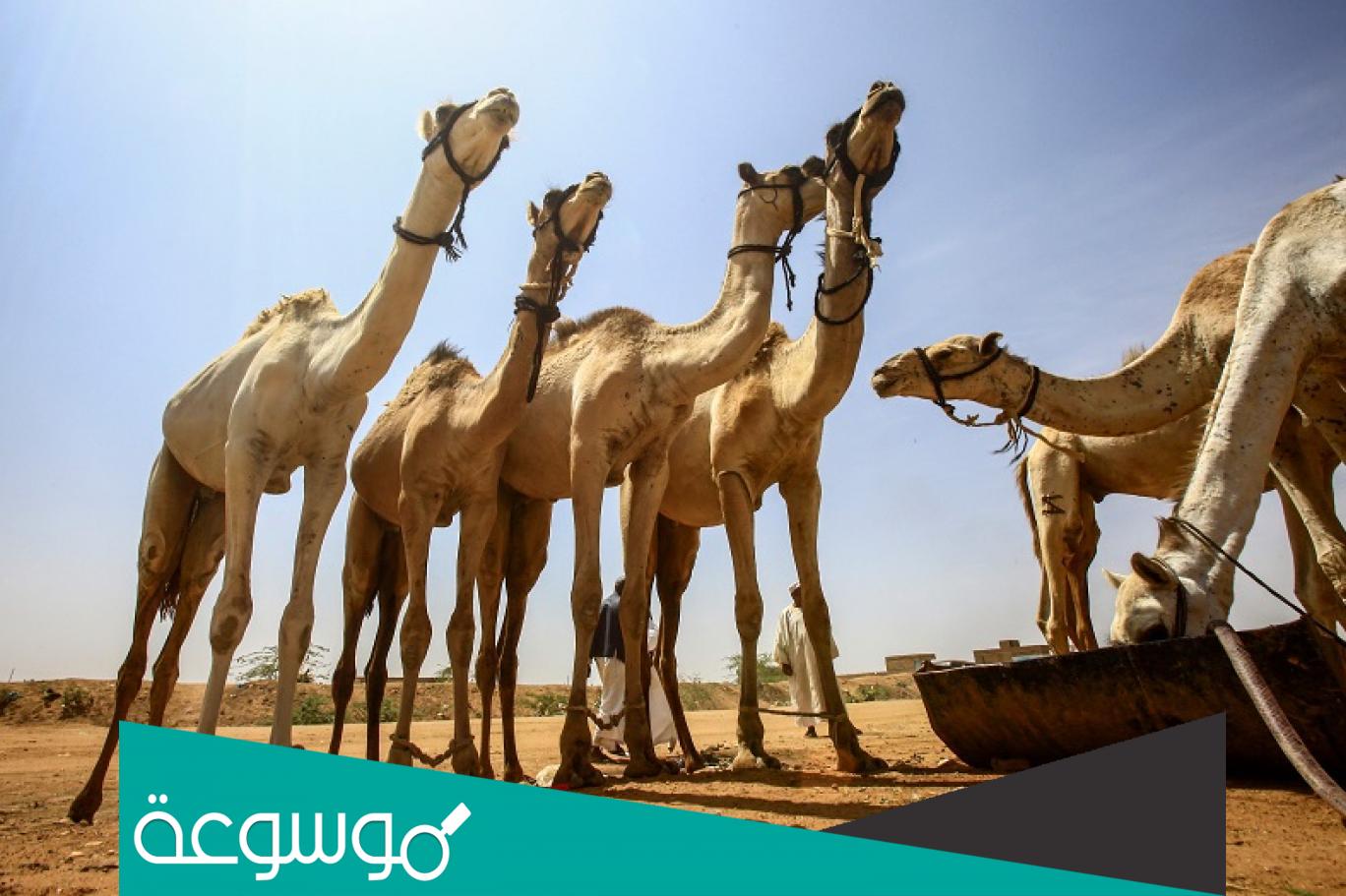 تفسير رؤية الأبل في المنام حسب تفسير فهد العصيمي