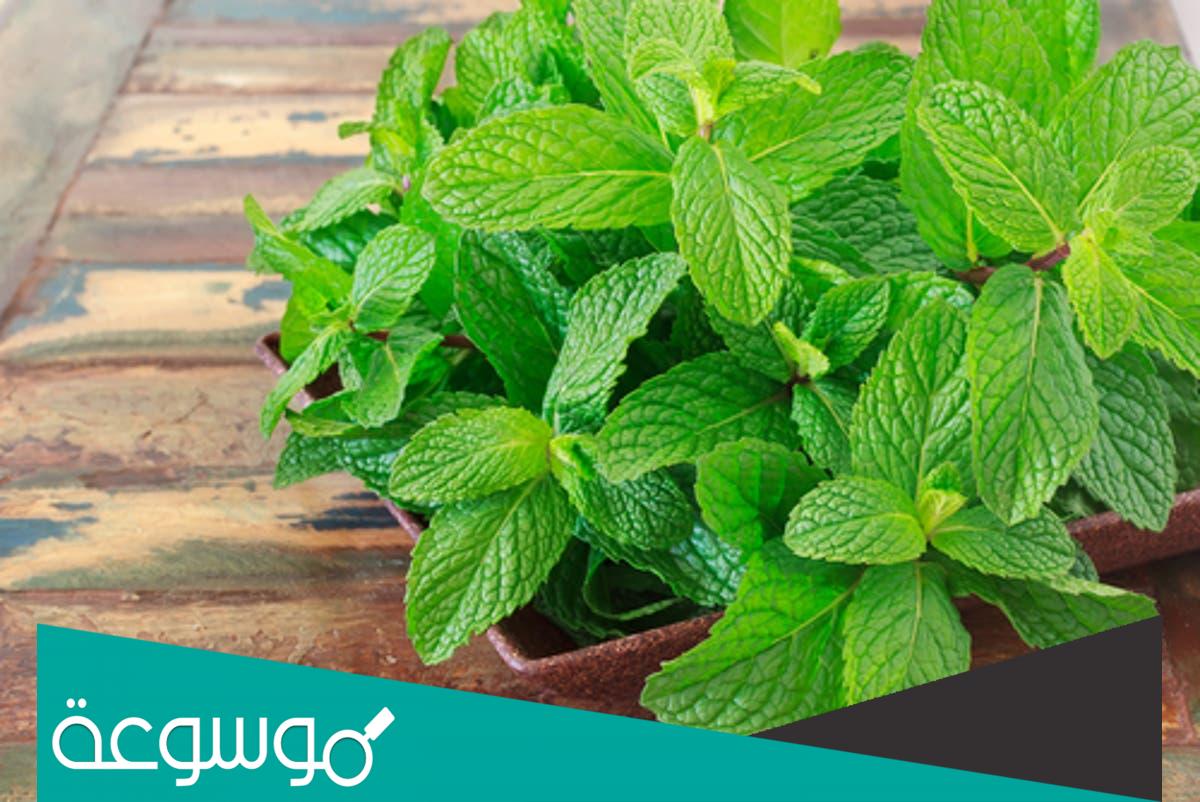 تفسير رؤية إعطاء النعناع في المنام حسب تفسير ابن سيرين