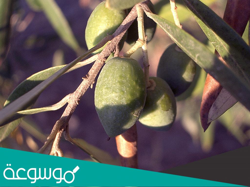 تفسير رؤية الزيتون في المنام حسب تفسير ابن سيرين