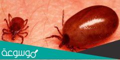 ماهو داء الارانب او التولاريميا Tularemia