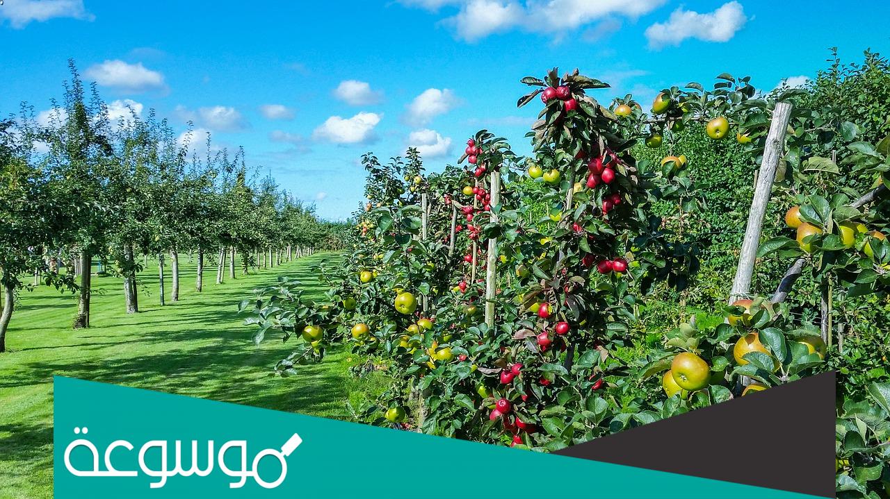 تفسير رؤية حقل تفاح في مختلف الحالات حسب تفسير ابن سيرين وابن شاهين والنابلسي