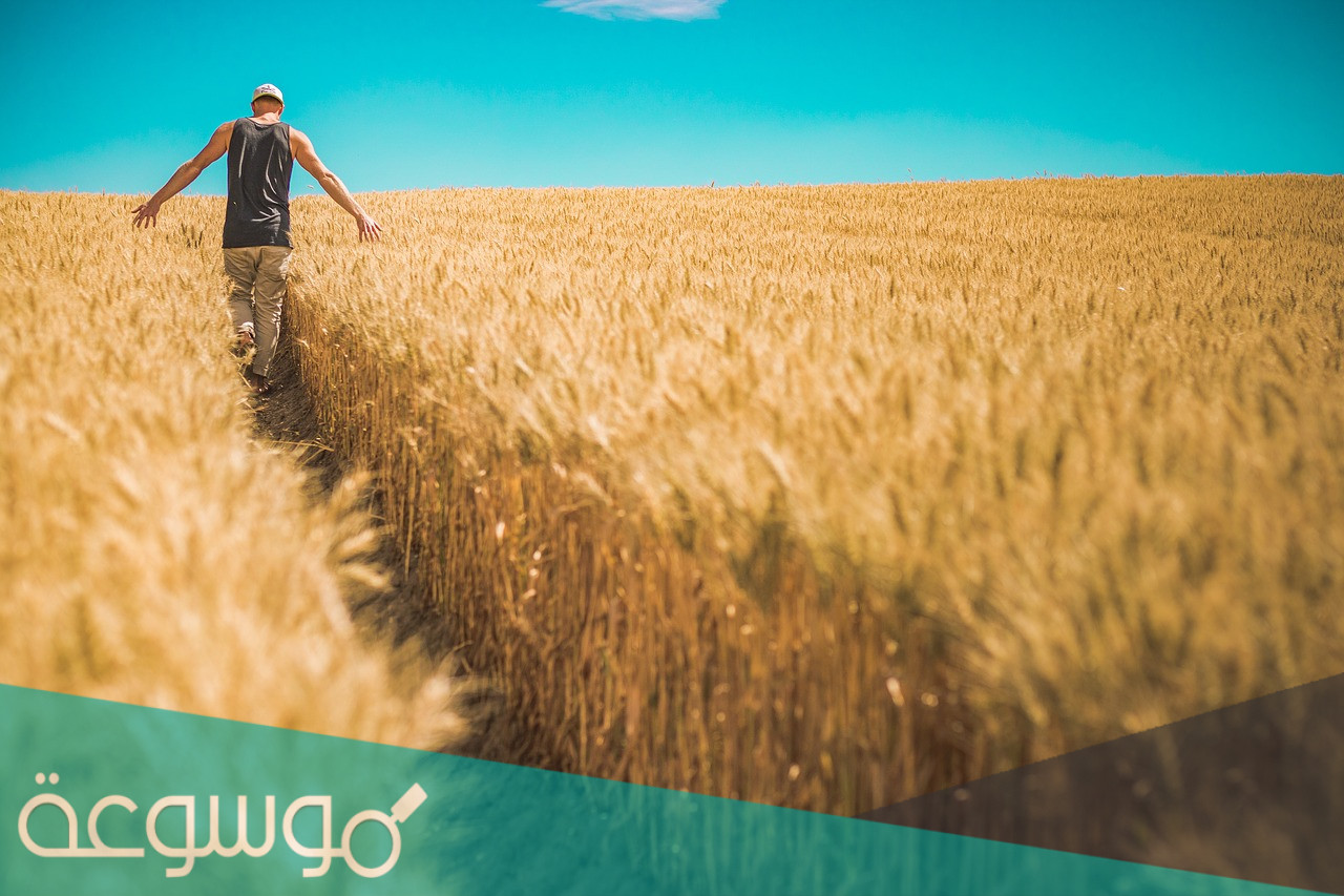 ما سبب تسمية المحاصيل النقدية بهذا الاسم