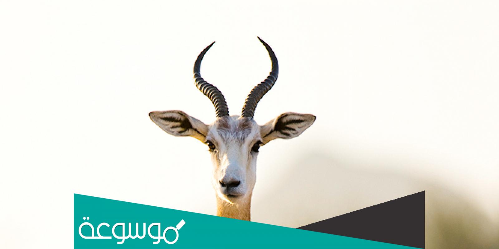 تفسير رؤية الغزال في المنام حسب تفسير ابن سيرين