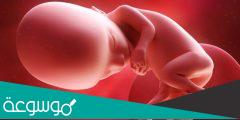 تطورات جنينك في الأسبوع الثاني عشر من الحمل