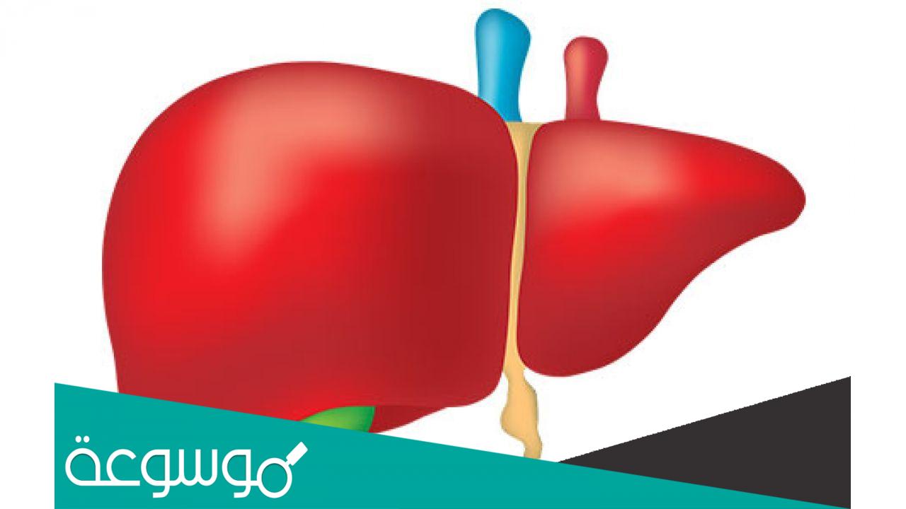 تفسير رؤية الكبد في المنام حسب تفسير ابن سيرين والنابلسي