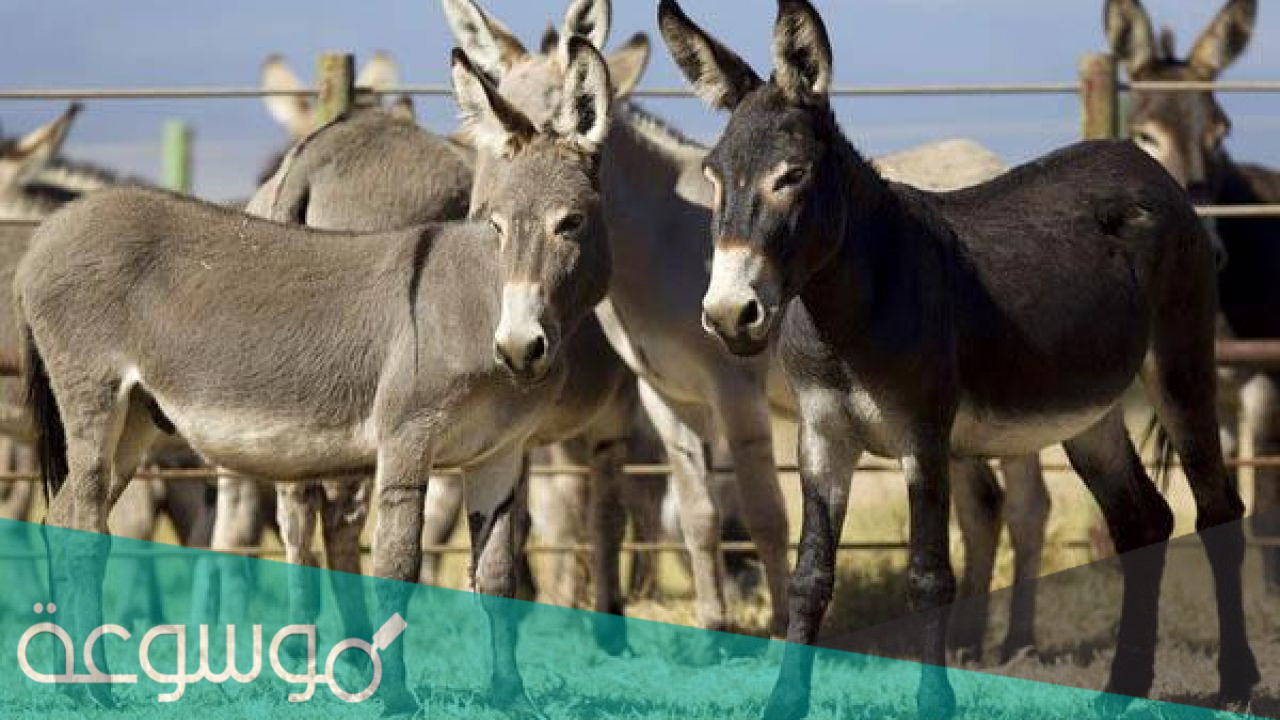 كم سنة يعيش الحمار