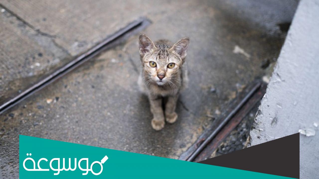 تفسير رؤية ابعاد القطط في المنام حسب تفسير ابن سيرين