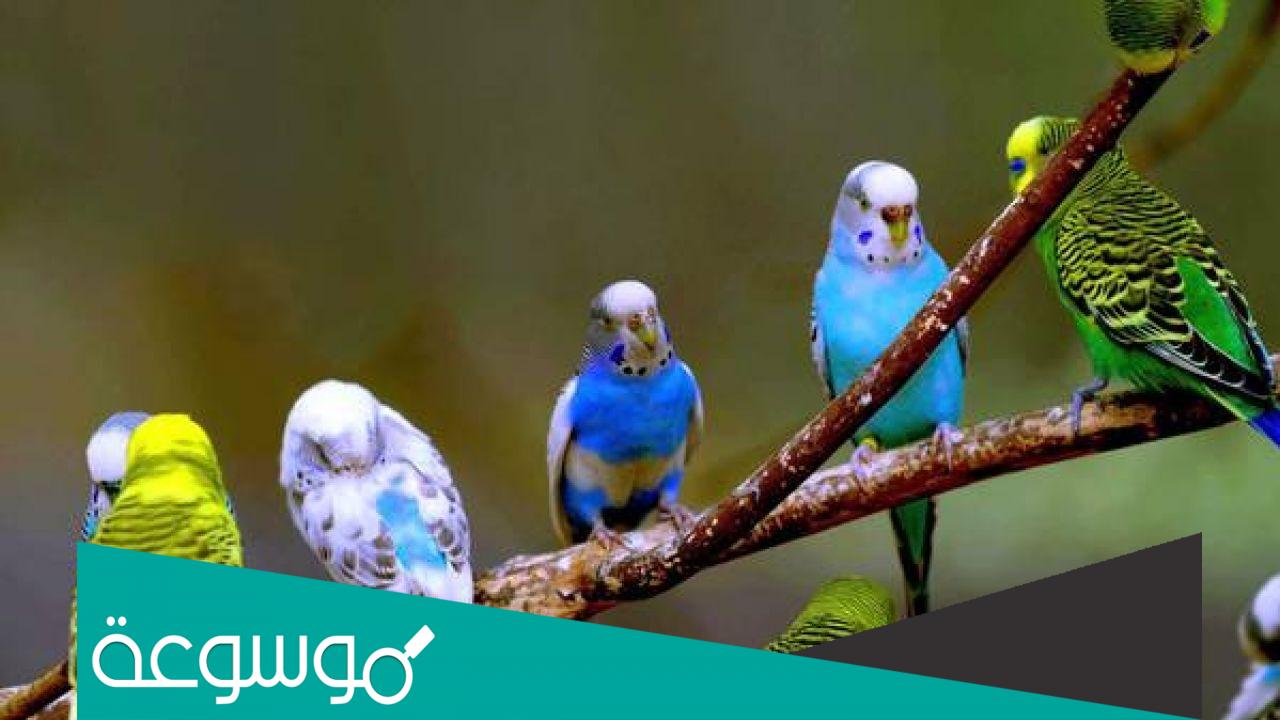 تفسير رؤية العصافير في المنام حسب تفسير ابن سيرين