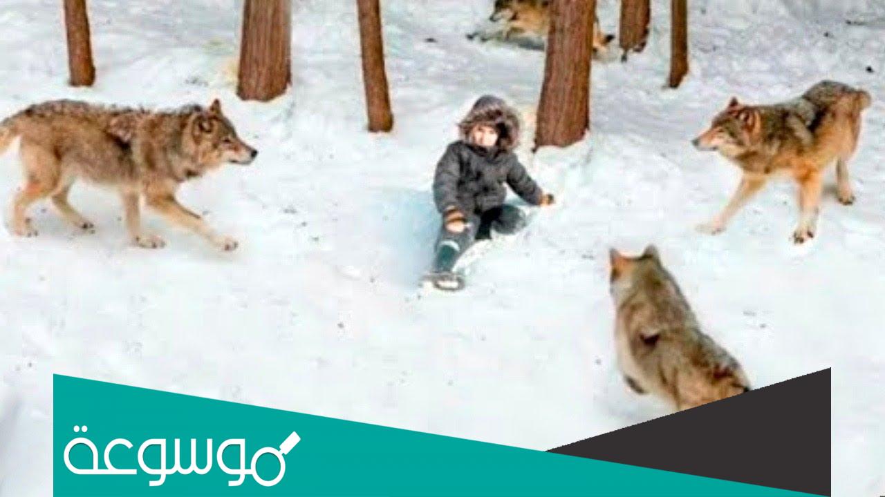 تفسير رؤية الذئاب تهاجم في المنام حسب تفسير ابن سيرين