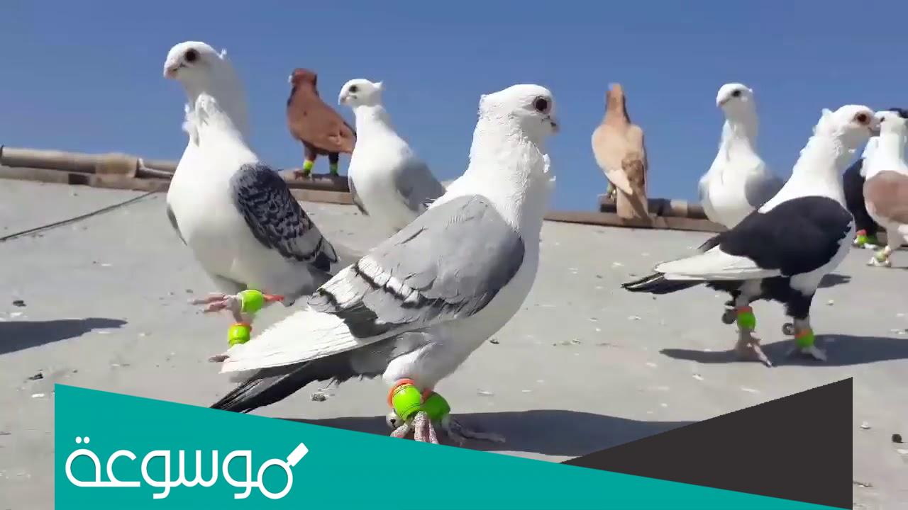 تفسير رؤية طيور الحمام في المنام حسب تفسير ابن سيرين والنابلسي