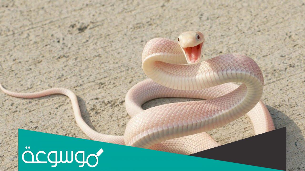 تفسير رؤية الثعبان الأبيض في المنام حسب تفسير ابن سيرين والعصيمي