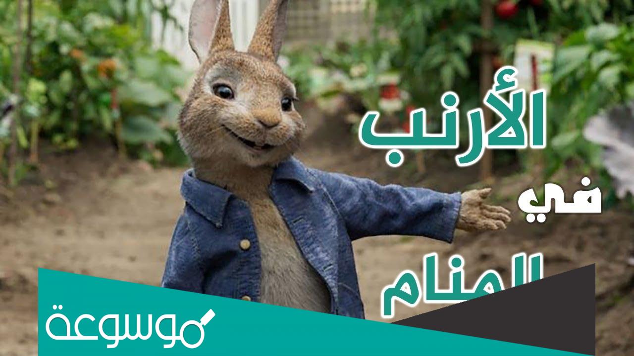 تفسير رؤية الارنب في المنام للبنت العزباء
