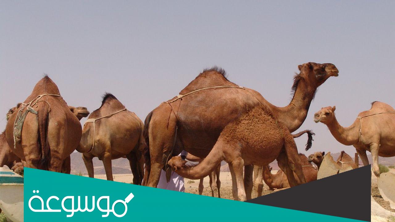 تفسير رؤية الجمال في المنام حسب تفسير ابن سيرين