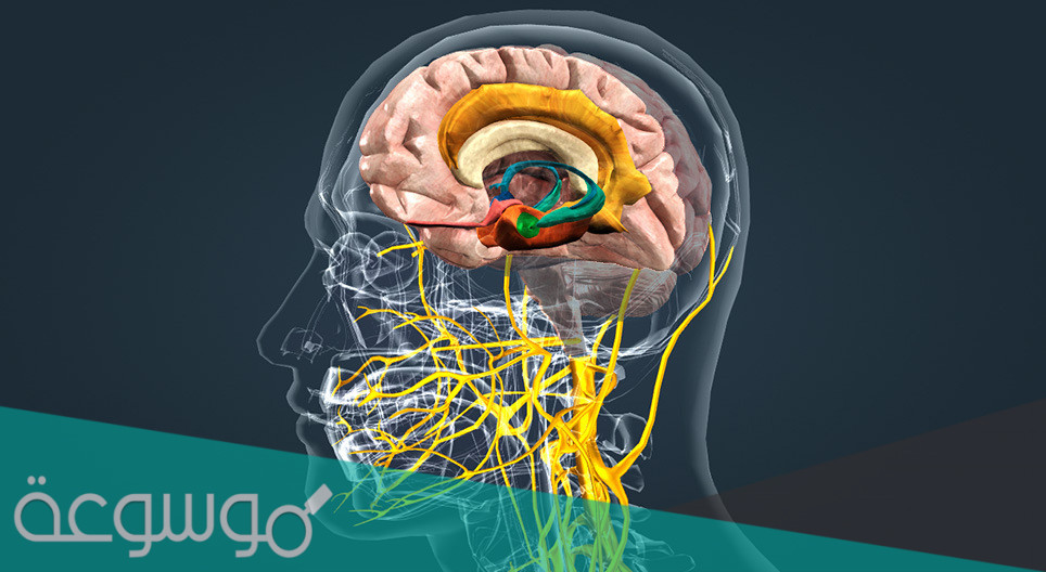 أجزاء الجهاز الحوفي .. ووظائفها