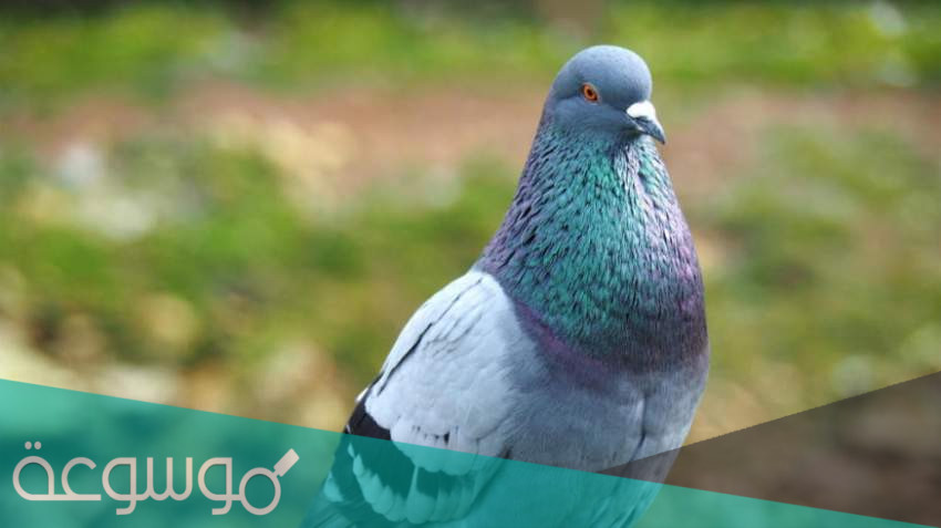 أخطر أمراض الحمام الزاجل و طرق علاجها