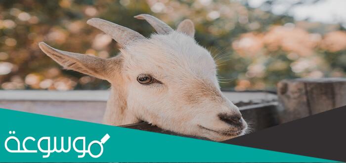 أخطر أمراض الماعز وكيفية علاجها