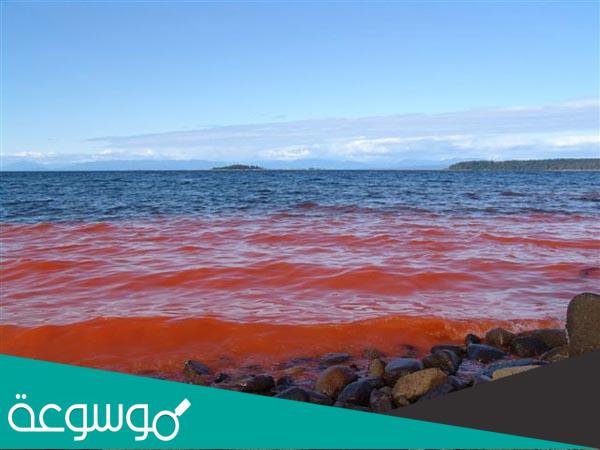 أسباب حدوث ظاهرة المد الأحمر