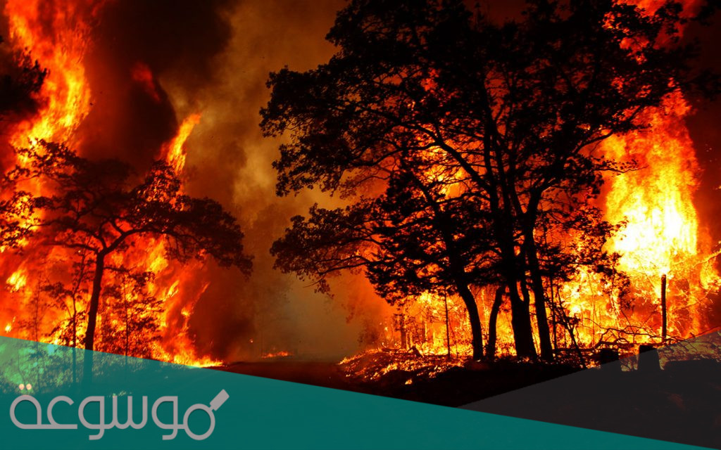 أسباب حرائق غابات الأمازون