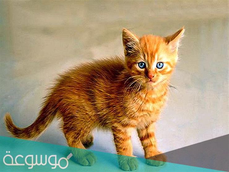 أسباب و علاج فقدان الشهية عند القطط