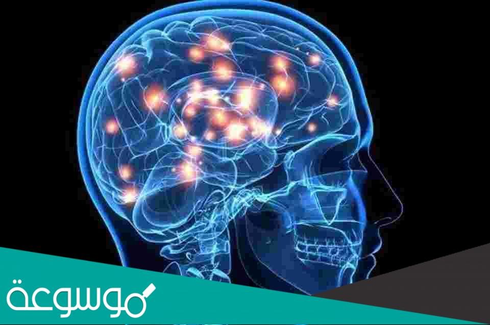 أشيع الخرافات حول الدماغ