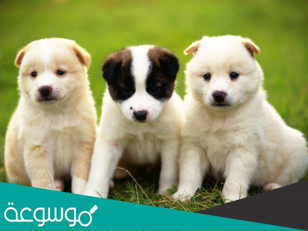 تفسير رؤية الكلاب في المنام حسب تفسير ابن سيرين