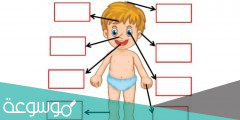اختبار عن اسماء اعضاء الجسم 2022