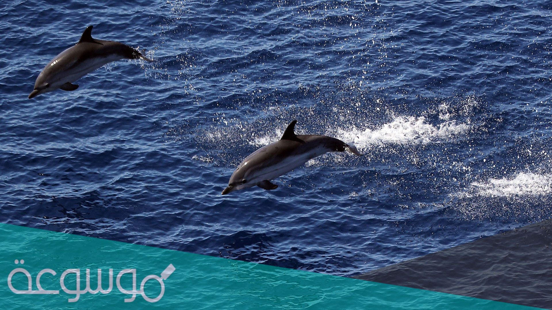 ما هو اذكى كائن بحري؟