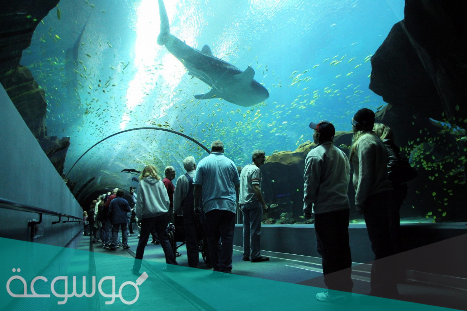اسعار تذاكر فقيه اكواريوم جده 2022 ( حجز تذاكر أكواريوم فقيه جده)