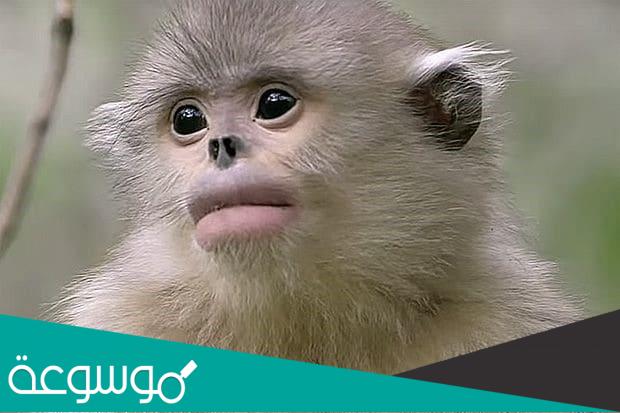 اكتشاف أنواع جديدة من الحيوانات في الهيمالايا