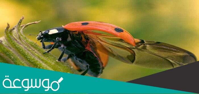 الانقسام الاختزالي والتكاثر الجنسي