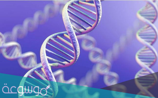 الجين المتقابل المسؤول عن ظهور الصفه الوراثيه غير النقيه هو