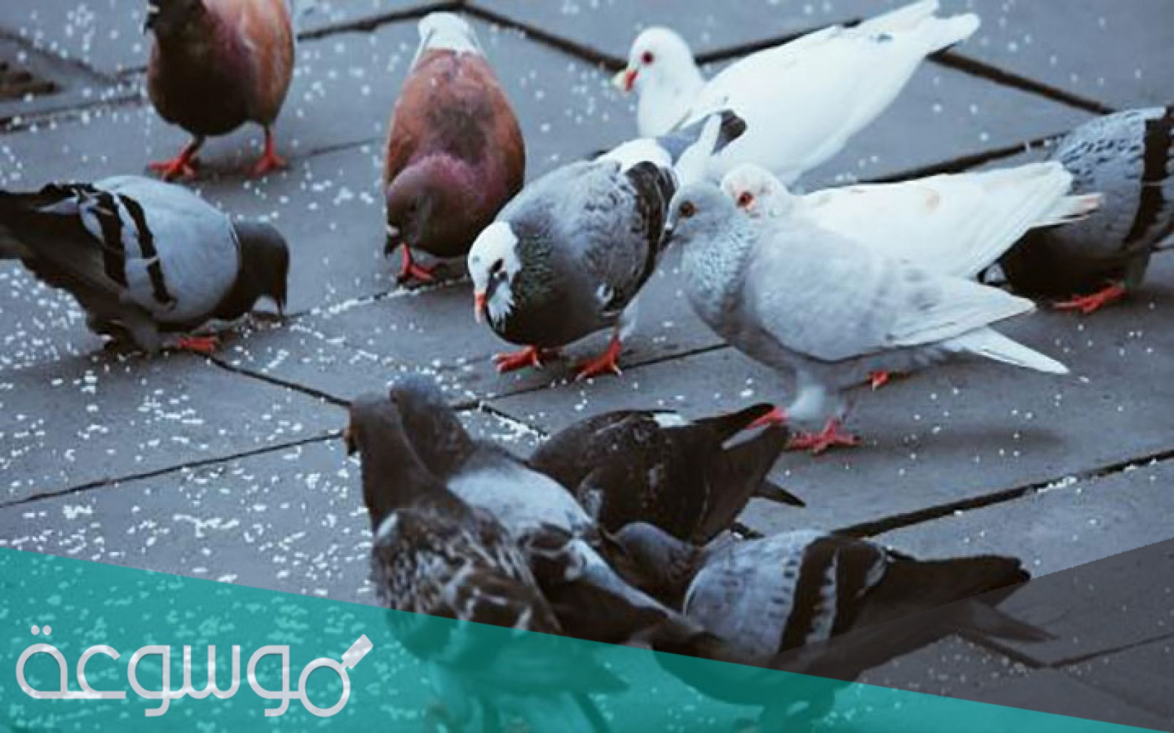 صوت الحمام يسمى