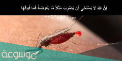 ما هي السورة التي ذكر فيها البعوض