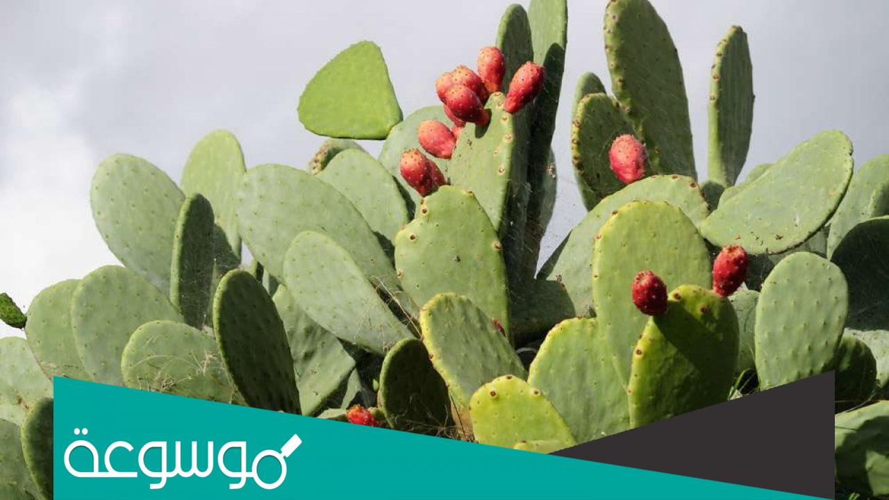 تفسير الصبار في المنام ومعناه لابن سيرين