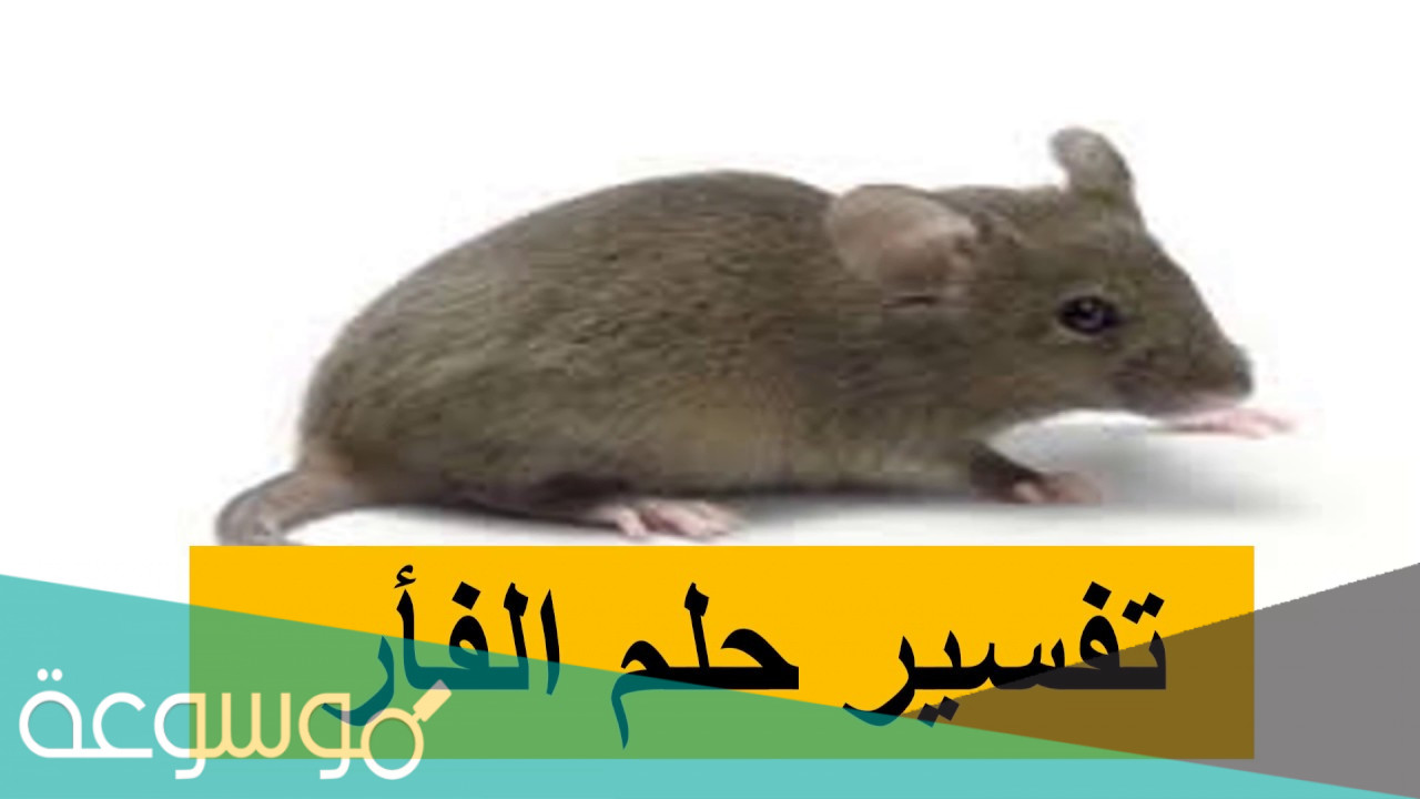 تفسير الفار في المنام للعزباء