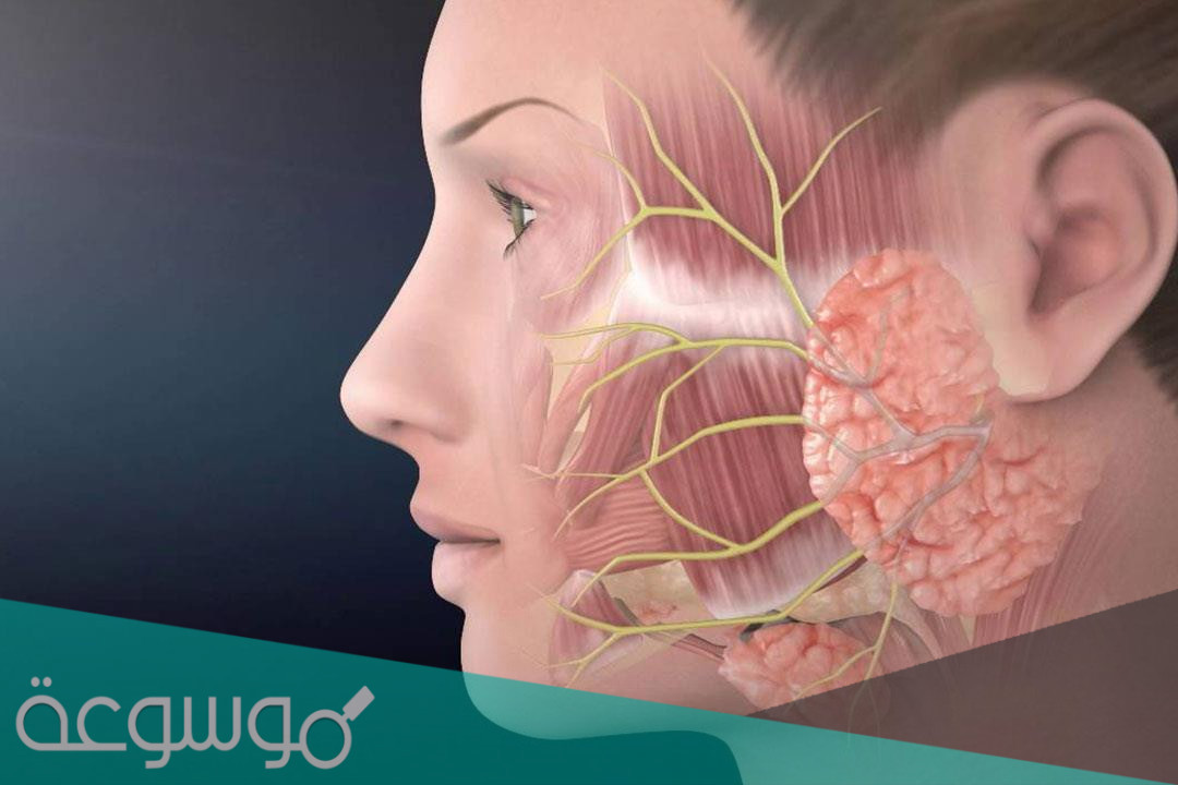 الفرق بين العصب الخامس والعصب السابع