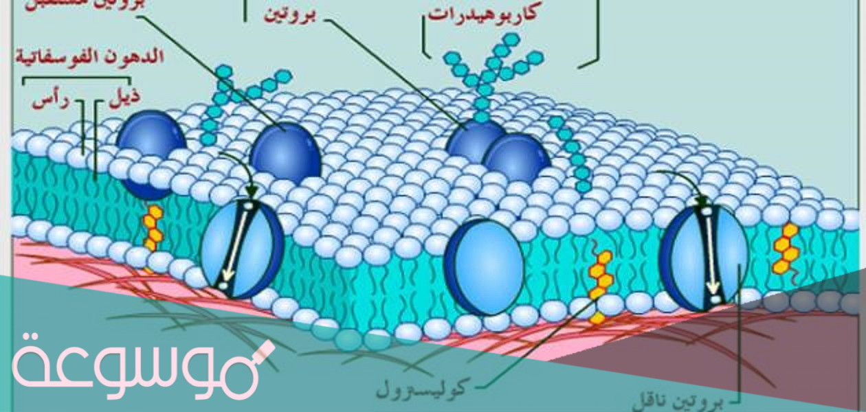 النفاذية الاختيارية من الخصائص المميزة ل .. ما هي النفاذية الاختيارية
