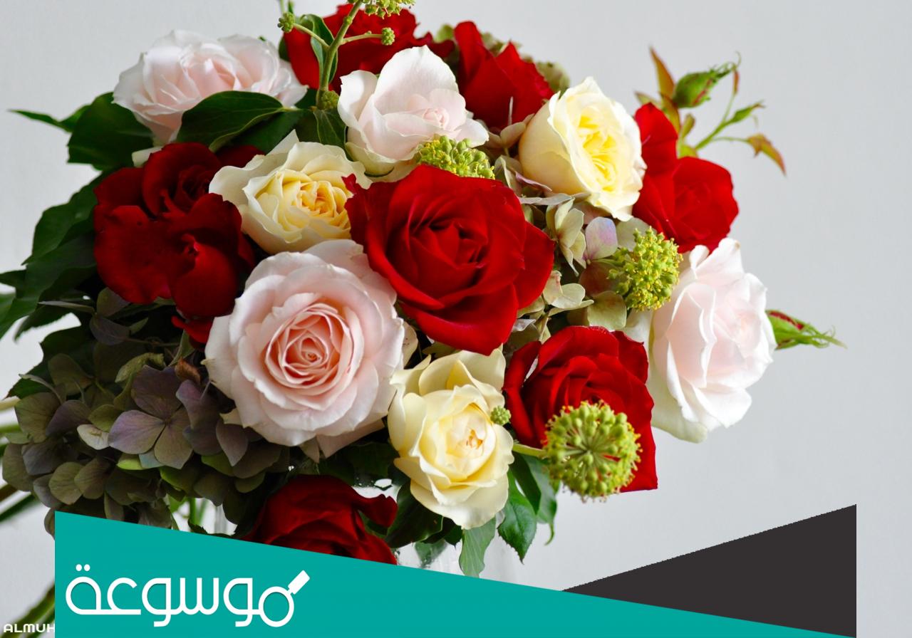 تفسير الورد في المنام للعزباء حسب تفسير ابن سيرين