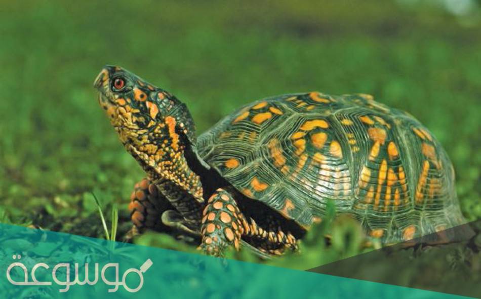 امراض العيون في السلاحف