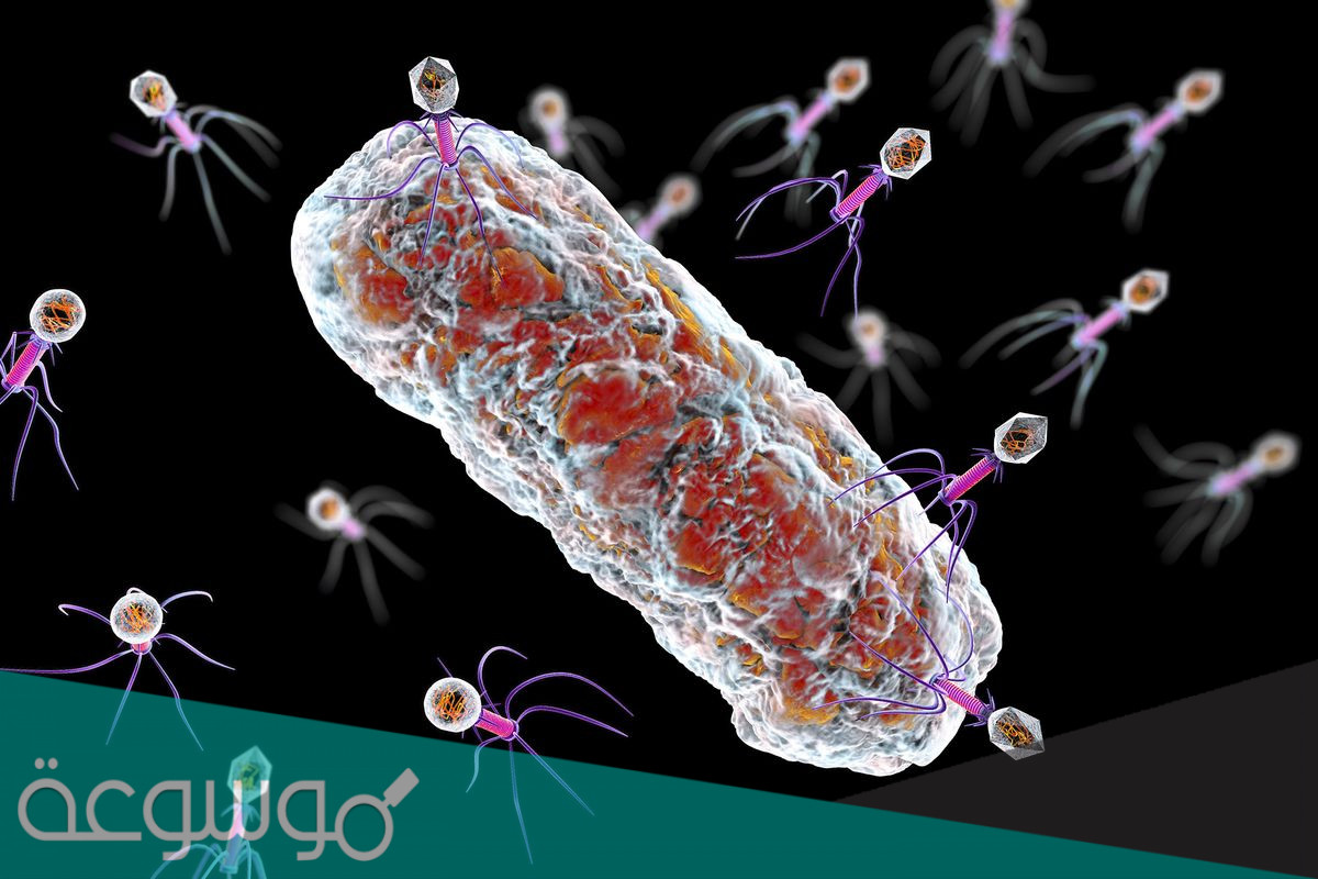 بحث عن البكتيريا والفيروسات والفرق بينهما