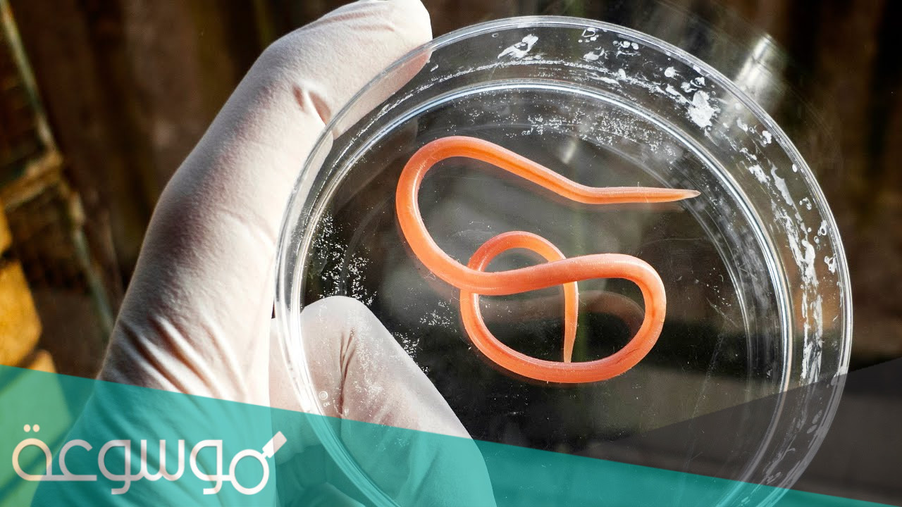 بحث عن الديدان الاسطوانية وطرق الوقاية منها