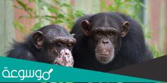 بحث عن حيوان الشمبانزي