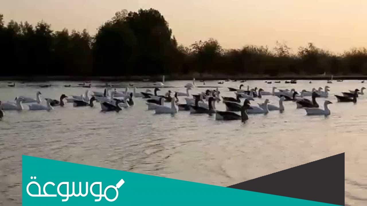بحيرات سيح السلم في دبي